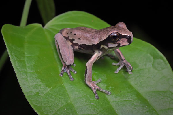 Subadult Juanita's Earless Treefrog (Charadrahyla juanitae)