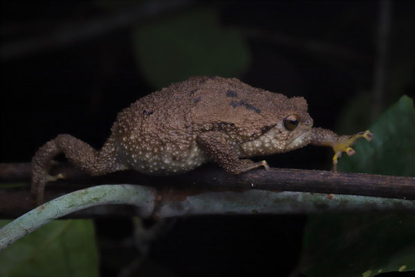 Krefft's Warty Frog (Callulina kreffti) are surprisingly agile climbers.