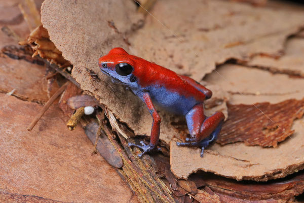 Strawberry Poison Dart Frog (Oophaga pumilio) "Escudo"