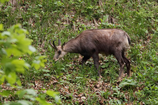 Chamois (Rupicapra rupicapra)