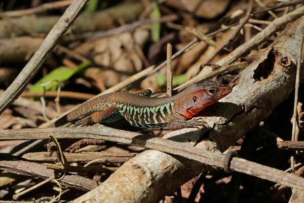 Rainbow Ameiva (Holcosus undulatus)