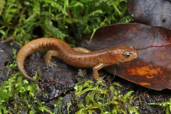 Sierra Juarez Salamander (Pseudoeurycea juarezi)