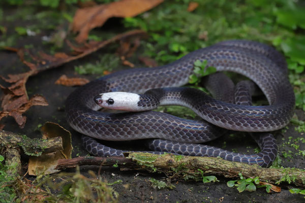 White-headed Snake (Enuliophis sclateri) 