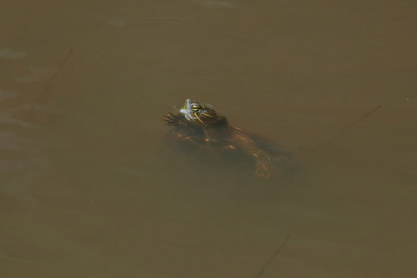 Also curious, but mostly shy Meso-American Slider (Trachemys venusta).