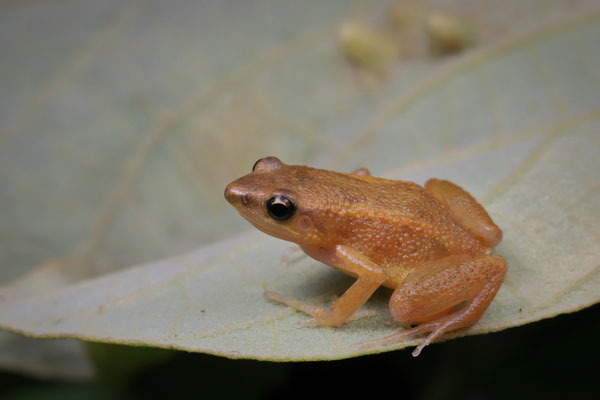 Dwarf Squeaker (Arthroleptis xenodactyloides) 
