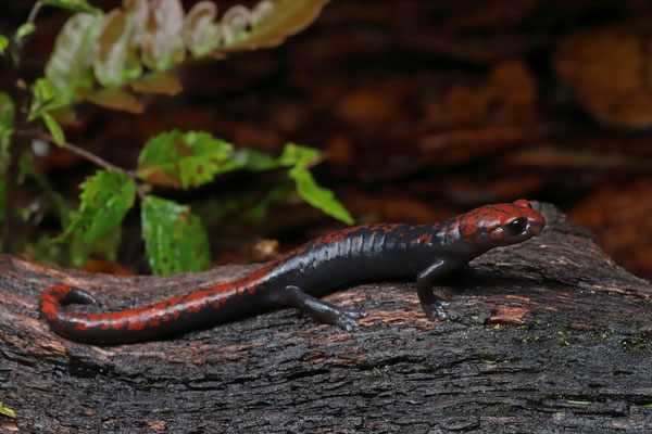 Red-spotted Webfoot Salamander (Bolitoglossa compacta)