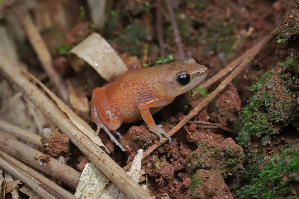 Dwarf Squeaker (Arthroleptis xenodactyloides) 