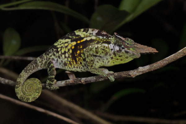Usambara Two-horned Chameleon (Kinyongia vosseleri)
