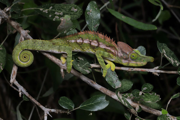 Antimena Chameleon (Furcifer antimena) male