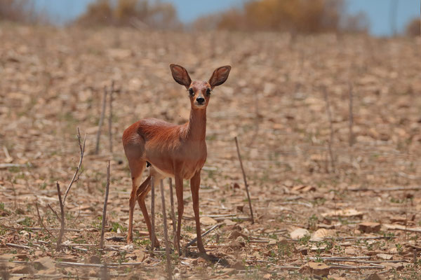 Cape Grysbok (Raphicerus melanotis)