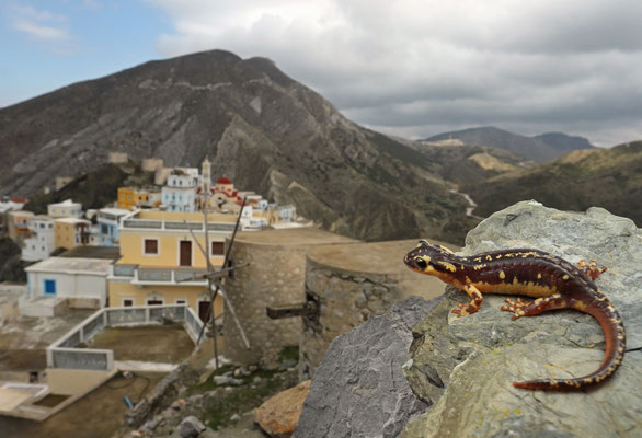Karpathos Salamander (Lyciasalamandra helverseni)  overlooking the windy slopes of Olympos.