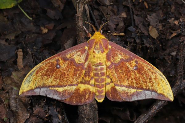 Moth (Eacles masoni)