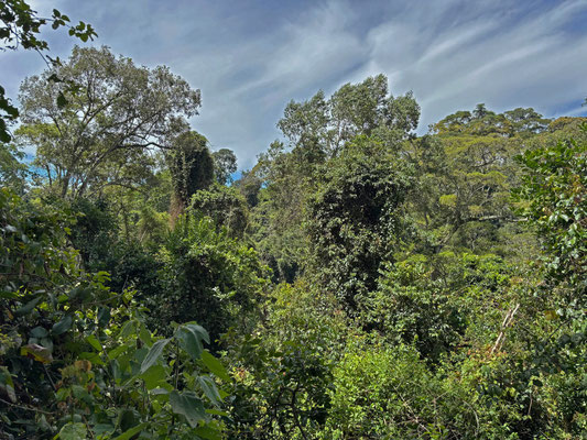 Habitat of Mount Kenya Bush Viper.