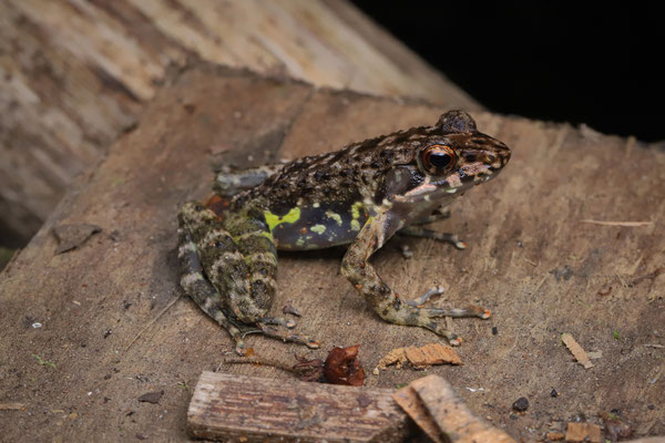 Fort Madagascar Frog (Mantidactylus femoralis) 