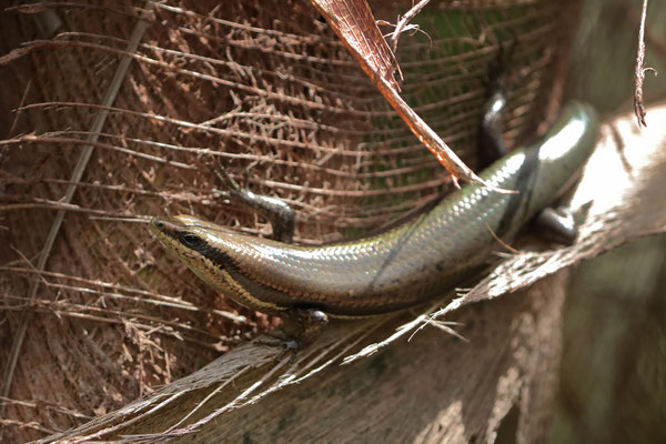 Costa Rican Four-lined Skink (Marisora alliacea)