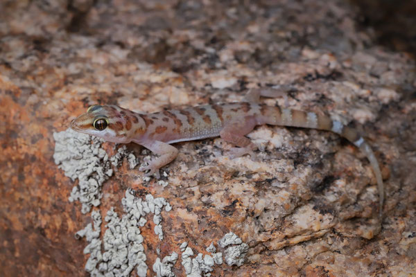 Weber's Gecko (Pachydactylus weberi)
