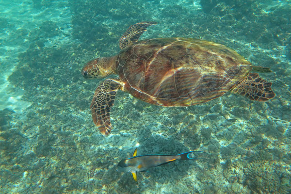 Green Sea Turtle (Chelonia mydas) and a Sohal Surgeonfish (Acanthurus sohal).
