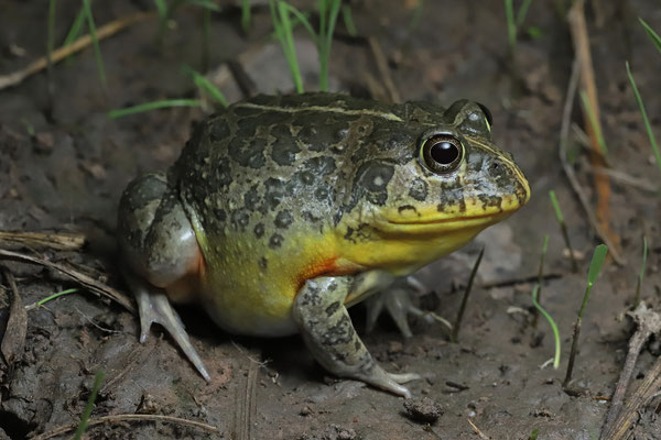 Edible Bullfrog (Pyxicephalus edulis) 
