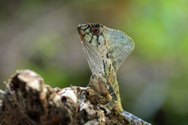 Smooth Helmeted Iguana (Corytophanes cristatus)