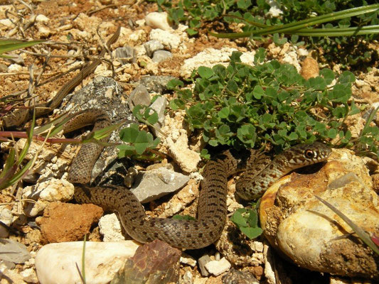 Black Whip Snake (Dolichophis jugularis), Antalya, Turkey, February 2013