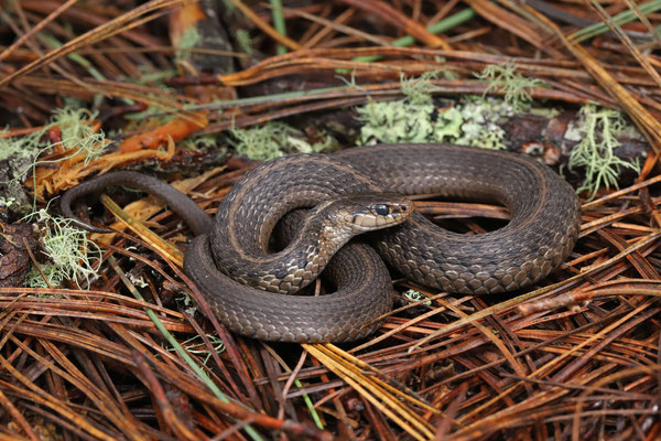 Liner's Garter Snake (Thamnophis lineri)