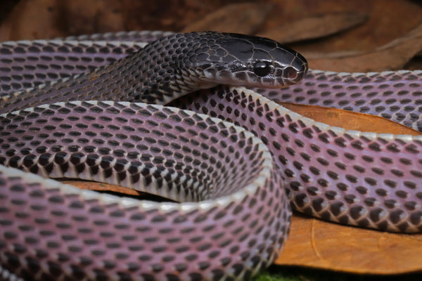 Cape File Snake (Limaformosa capensis), these odd-looking snakes have a diet that consists of other snakes. Even highly venomous ones.