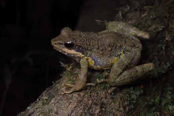 Fort Madagascar Frog (Mantidactylus femoralis) 