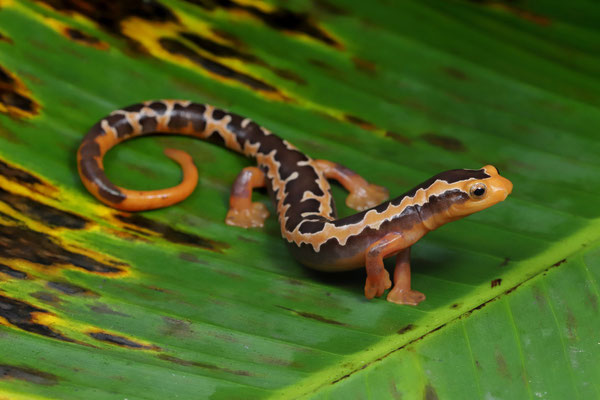 Yellowbelly Mushroomtongue Salamander (Bolitoglossa flaviventris) male