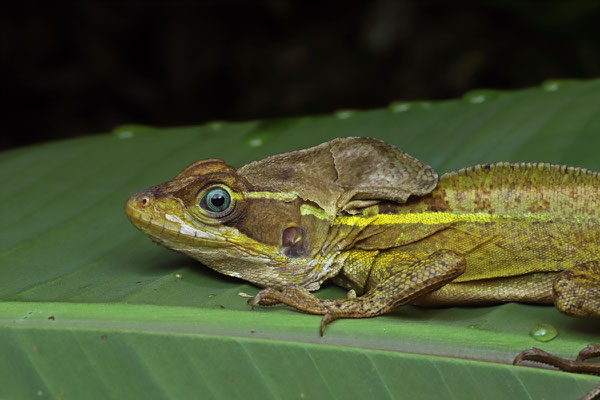 Brown Basilisk (Basiliscus vittatus)