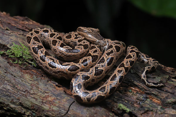Southern Bromeliad Boa (Ungaliophis panamensis)