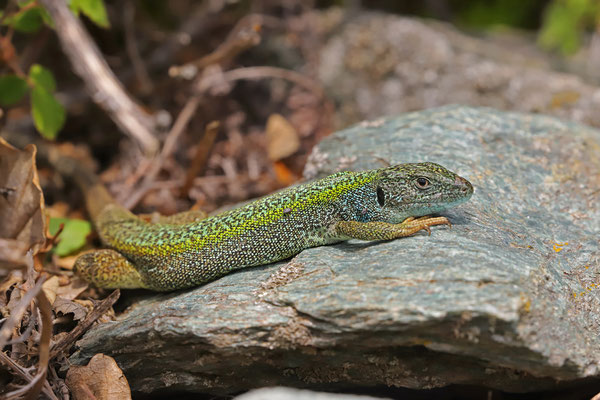 Very nice to see this stunning Cycladian Green Lizard (Lacerta citrovittata) again.