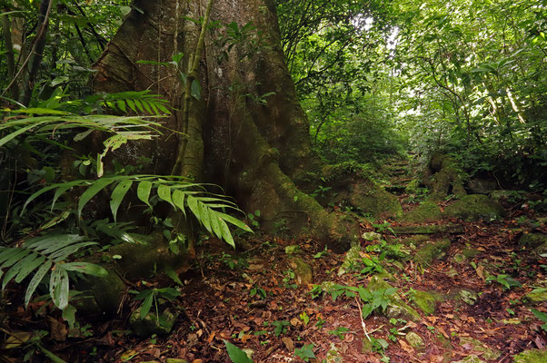 Beautiful forests around the lodge.