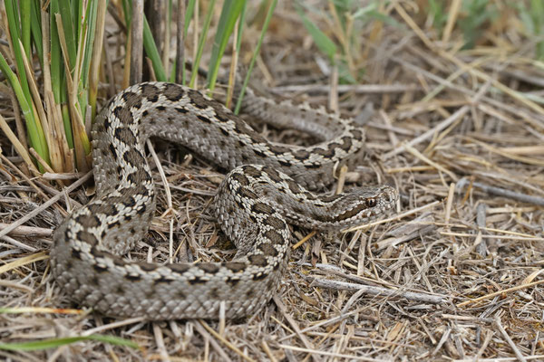 Steppe Viper (Vipera renardi) 
