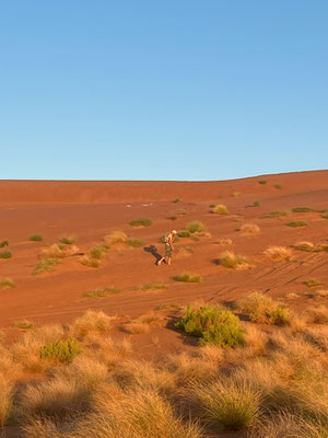 Exploring the sand dunes. © Luc Gijssen