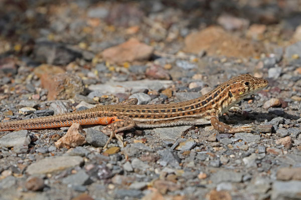 Spiny-footed Lizard (Acanthodactylus erythrurus)