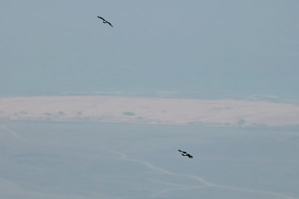Possibly the presence of these two Verreaux's Eagles (Aquila verreauxii) was the reason we didn't see any small rock dwelling mammals.