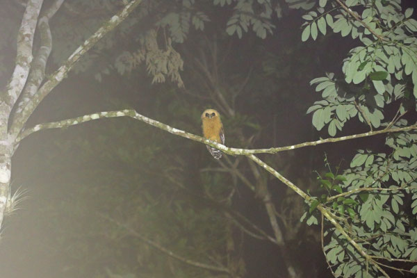 Spectacled Owl (Pulsatrix perspicillata)