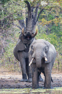 African Elephant (Loxodonta africana) bulls at breakfast