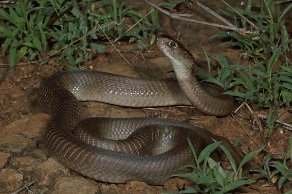 The Red Spitting Cobras (Naja pallida) from this part of the distribution are rather drab in colouration.