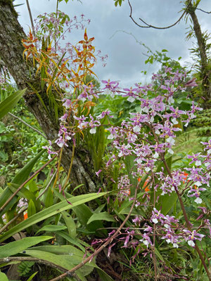 Stunning orchid growth.