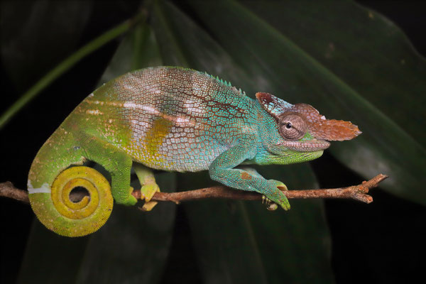 Nguru Two-horned Chameleon (Kinyongia fischeri) male