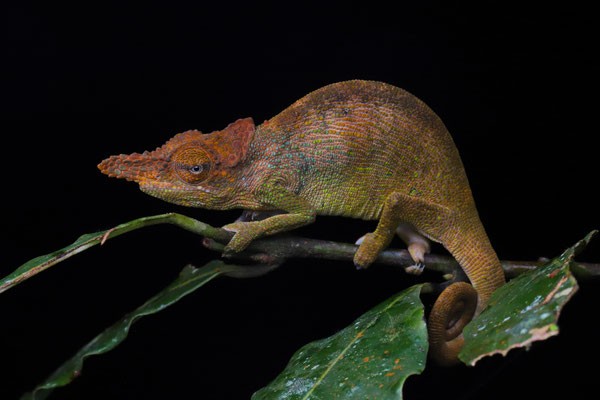 Uluguru One-horned Chameleon (Kinyongia oxyrhina) male