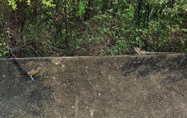 Why is this Roadrunner so interested in a Basilisk?