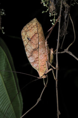 Giant Katydid (Celidophylla albomaculata)