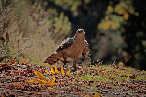 Mountain Buzzard (Buteo oreophilus)
