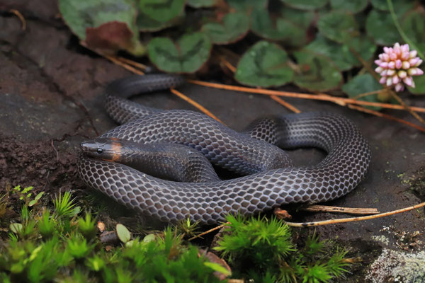 Highland Earth Snake (Geophis multitorques) 