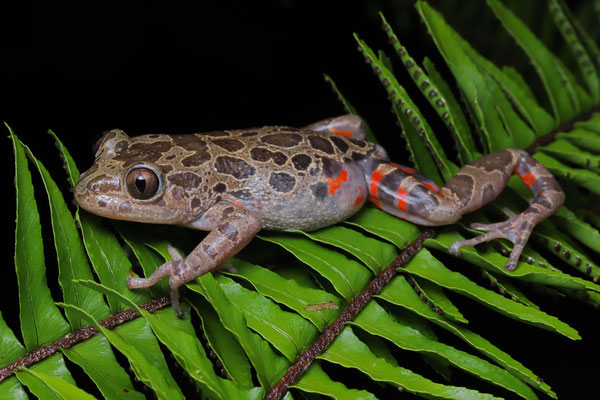 Red-legged Running Frog (Hylambates maculatus)