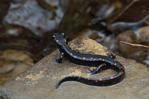 Caucasian Salamander (Mertensiella caucasica)