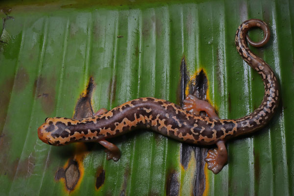 Yellowbelly Mushroomtongue Salamander (Bolitoglossa flaviventris)