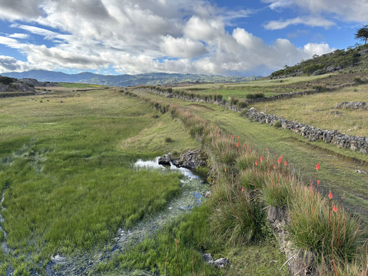 Habitat of Cerrophidion godmani, Mesaspis cuchumatanus and Sceloporus taeniocnemis.